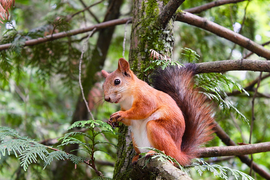 Red squirrel eating nut on mossy tree branch in forest