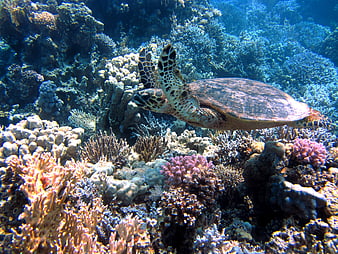Sea Turtle Swimming Over Vibrant Coral Reef Underwater
