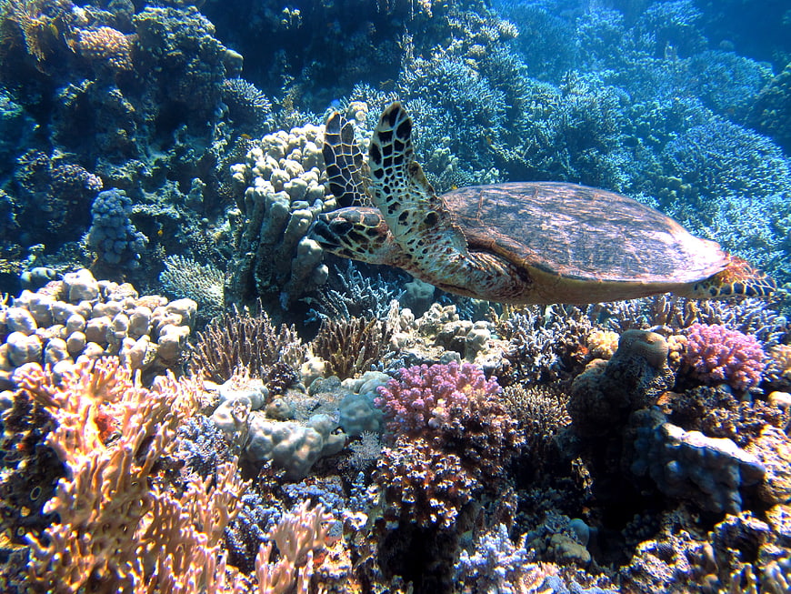 Sea Turtle Swimming Over Vibrant Coral Reef Underwater
