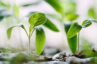 Close-up of green seedlings growing in soil