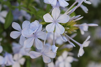 Close-up of delicate light blue plumbago flowers