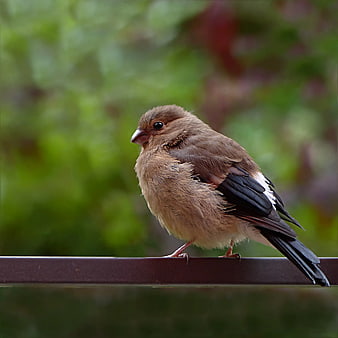 Brown Finch Perched on a Metal Rail with Green Background
