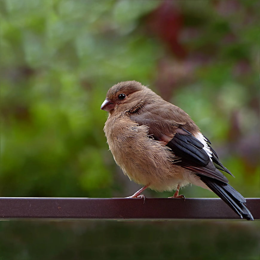 Brown Finch Perched on a Metal Rail with Green Background