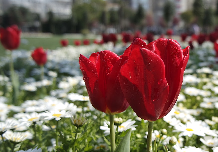Close-up of Red Tulips with Water Droplets in Spring Garden