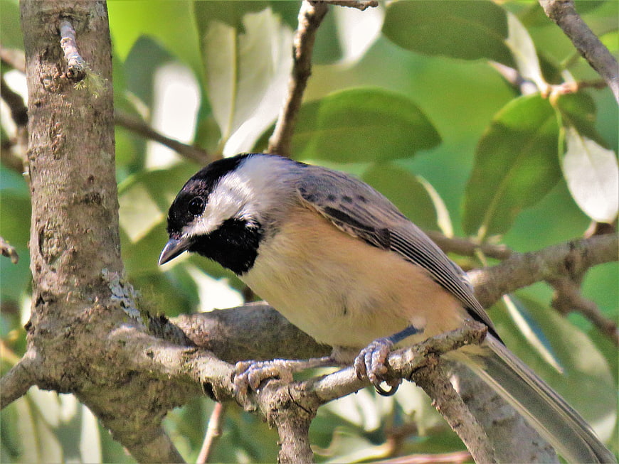 Black-capped Chickadee Perched On Tree Branch In Green Foliage