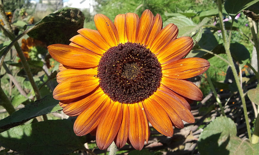 Vibrant Orange Sunflower Close-Up in Garden