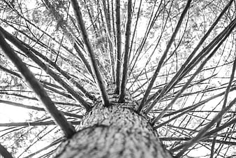 Black and white low angle view of tall pine tree branches