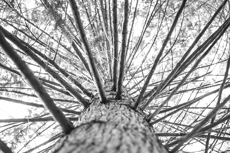 Black and white low angle view of tall pine tree branches