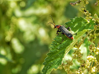 Red-headed Soldier Beetle on Green Nettle Leaf