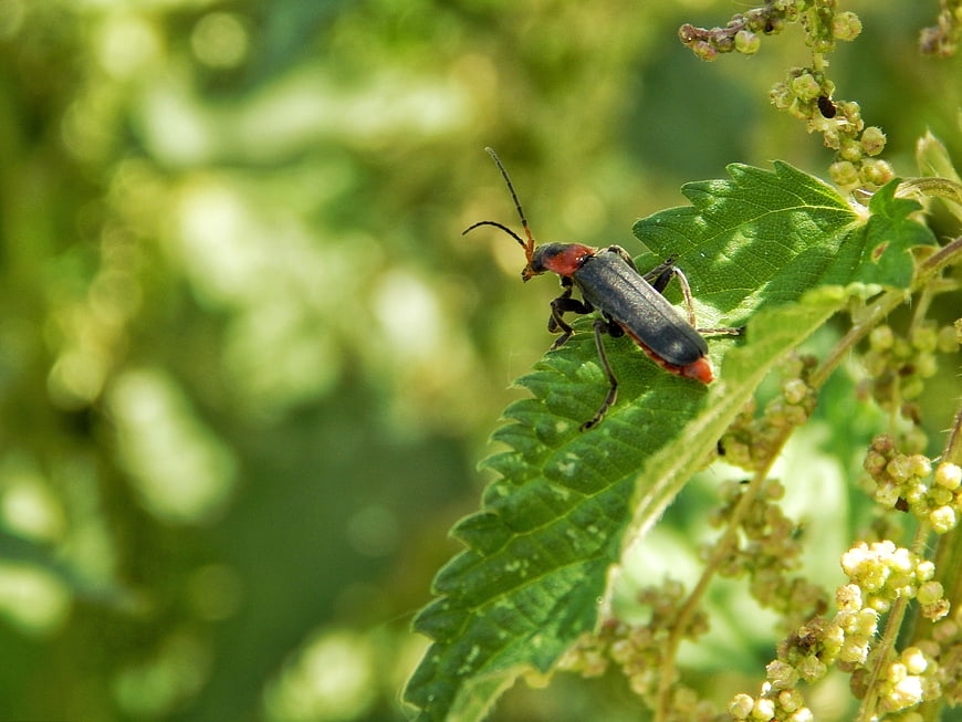 Red-headed Soldier Beetle on Green Nettle Leaf