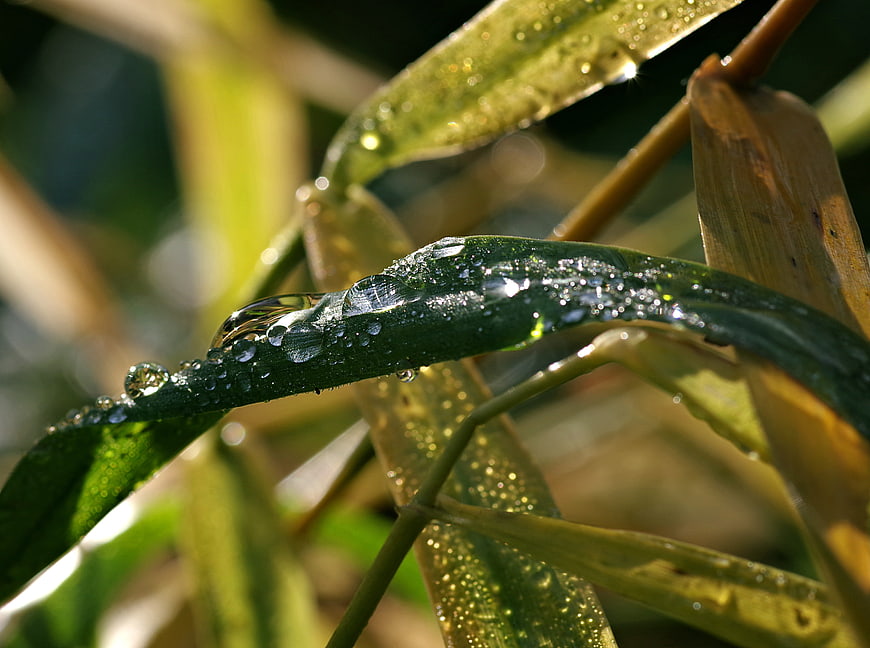Close-up of green leaves with morning dew drops in sunlight