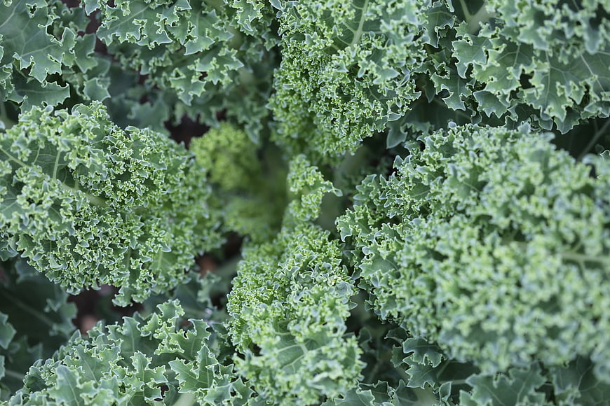 Close-up of fresh curly kale leaves in a garden