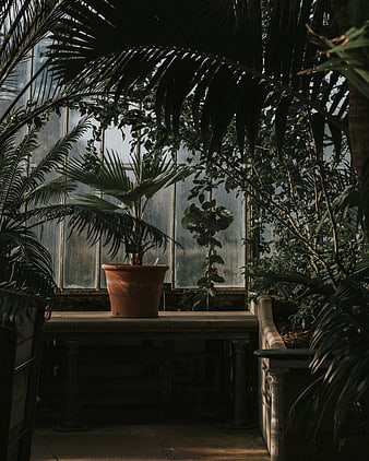 Potted palm plant in a dimly lit greenhouse interior