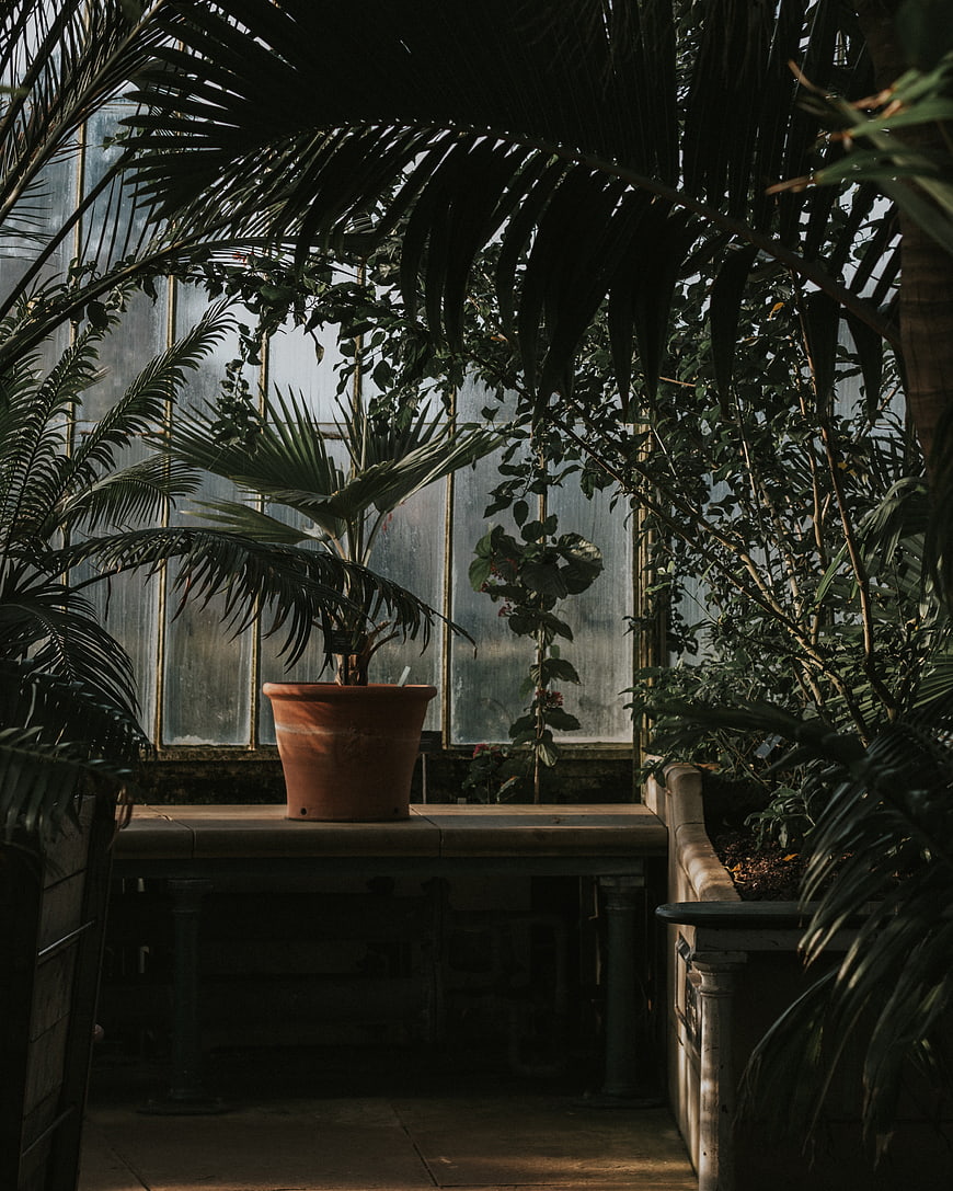 Potted palm plant in a dimly lit greenhouse interior