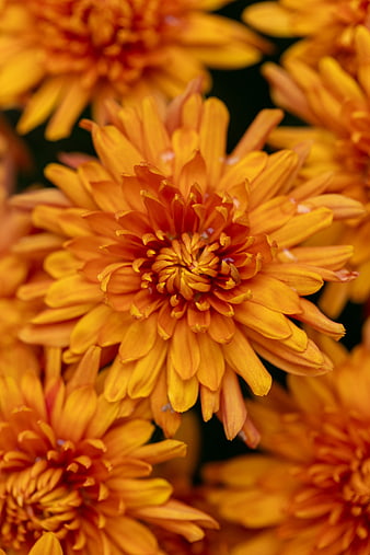 Close-up of vibrant orange chrysanthemum flowers in autumn
