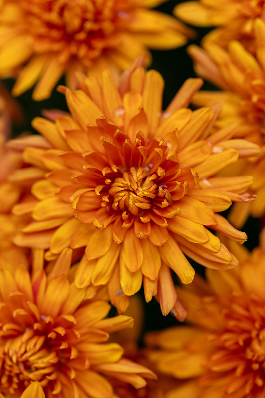 Close-up of vibrant orange chrysanthemum flowers in autumn