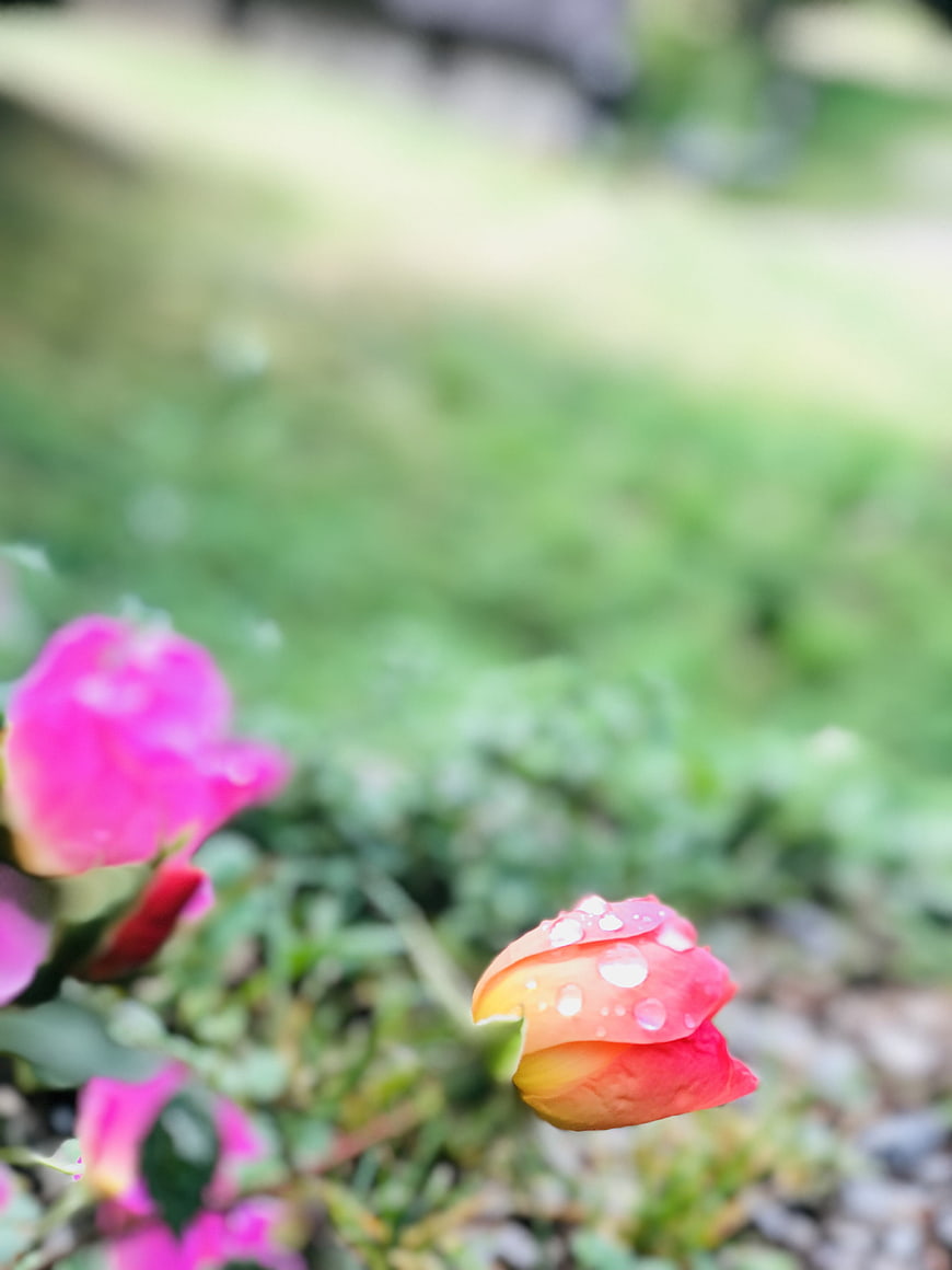 Close-up of pink rose bud with water droplets in garden