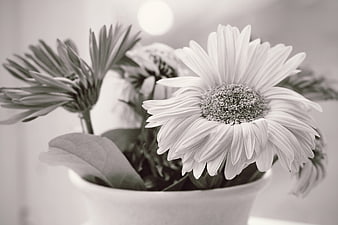 Black and white gerbera daisies in a white vase