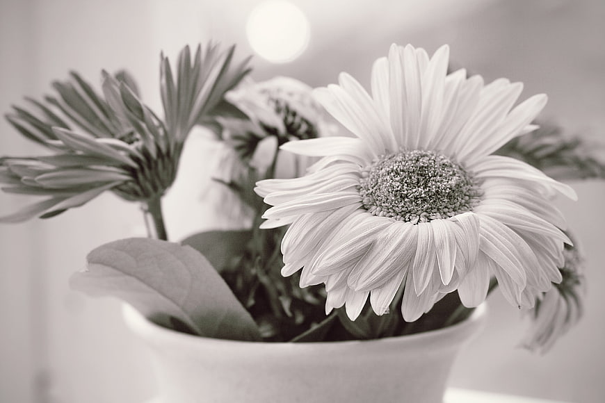 Black and white gerbera daisies in a white vase