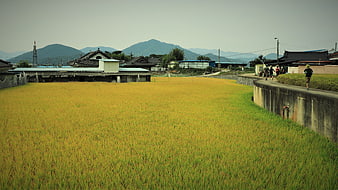 Golden Rice Paddy Field in Rural Korea with Hikers