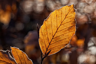 Close-up of frosty autumn beech leaf with backlit veins
