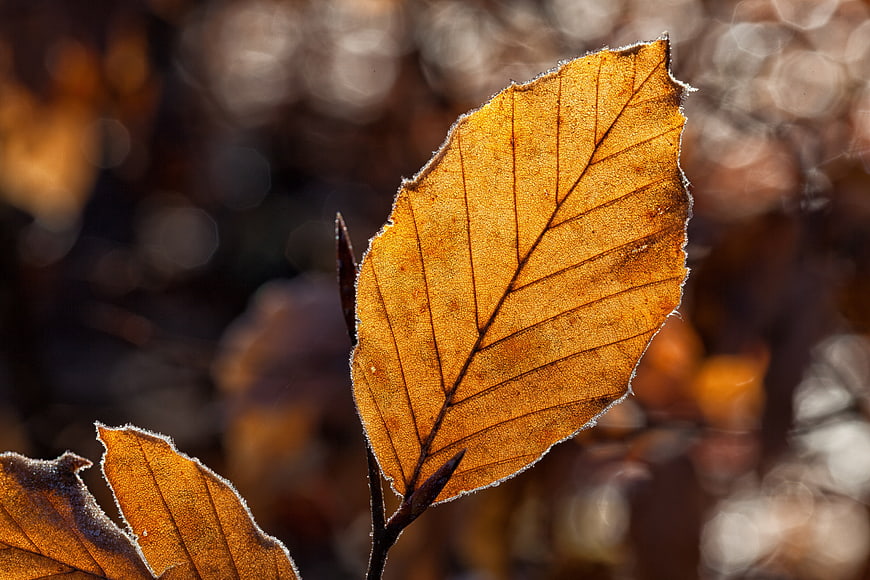 Close-up of frosty autumn beech leaf with backlit veins