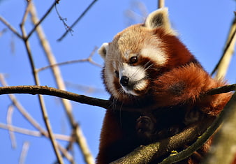 Cute Red Panda Resting on Tree Branch Against Blue Sky