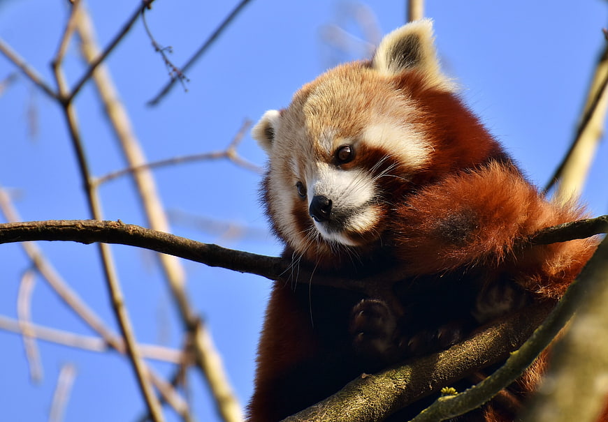 Cute Red Panda Resting on Tree Branch Against Blue Sky