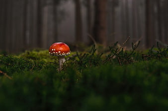 Red Fly Agaric Mushroom in Mossy Forest