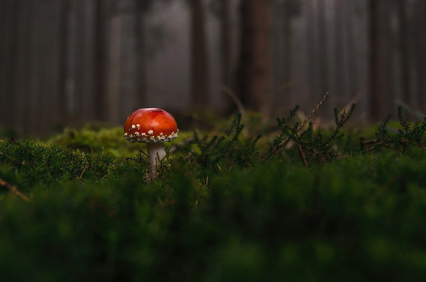 Red Fly Agaric Mushroom in Mossy Forest
