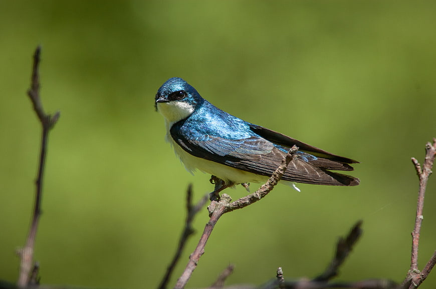 Tree Swallow Perched on Branch with Green Background