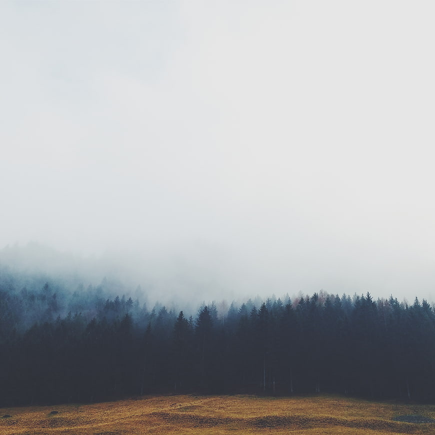 Misty Forest Landscape with Golden Field and Foggy Sky