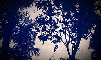 Dark Silhouetted Trees Against Moody Cloudy Sky