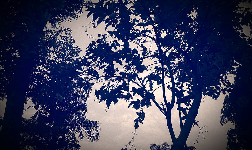 Dark Silhouetted Trees Against Moody Cloudy Sky
