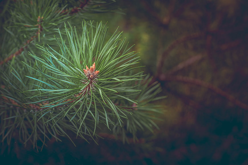 Close-up of pine branch with needles and new growth