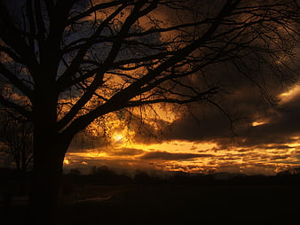 Silhouette of bare tree against dramatic golden sunset sky