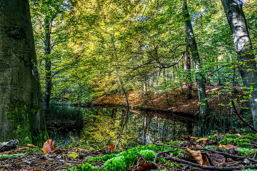 Serene Forest Pond with Vibrant Green Reflections and Mossy Banks