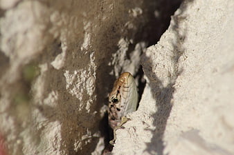 Close-up of a lizard peeking from a rocky crevice