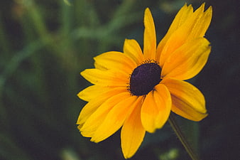 Close-up of a vibrant yellow Black-eyed Susan flower