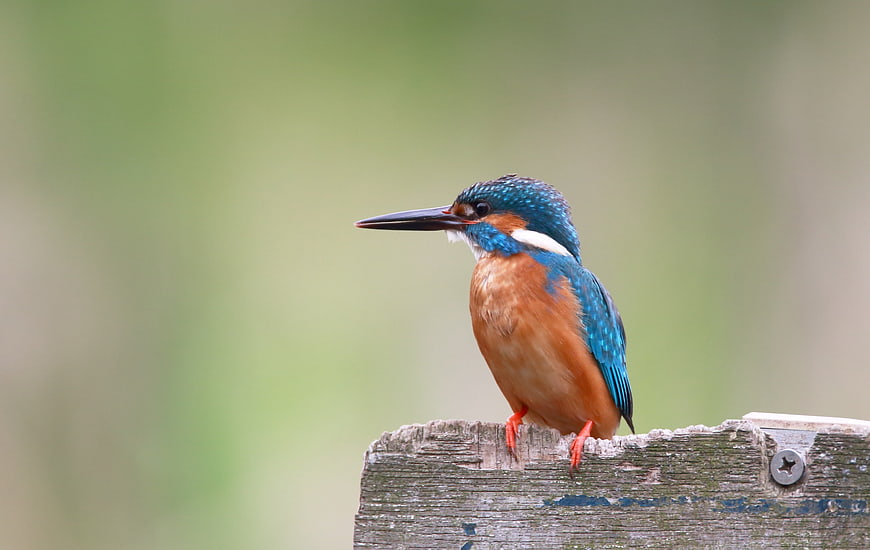 Common Kingfisher Perched on Weathered Wooden Post