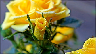 Close-up of yellow roses with water droplets