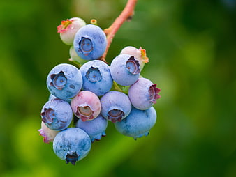 Close-up of fresh blueberries on a branch with green background