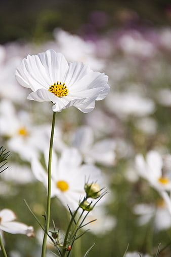 White Cosmos Flower Close-Up in Field