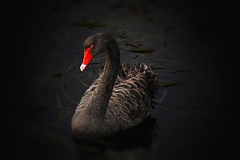 Elegant Black Swan with Red Beak on Dark Water