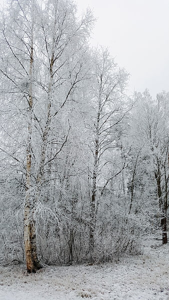 Frosty Birch Trees in Winter Forest Landscape