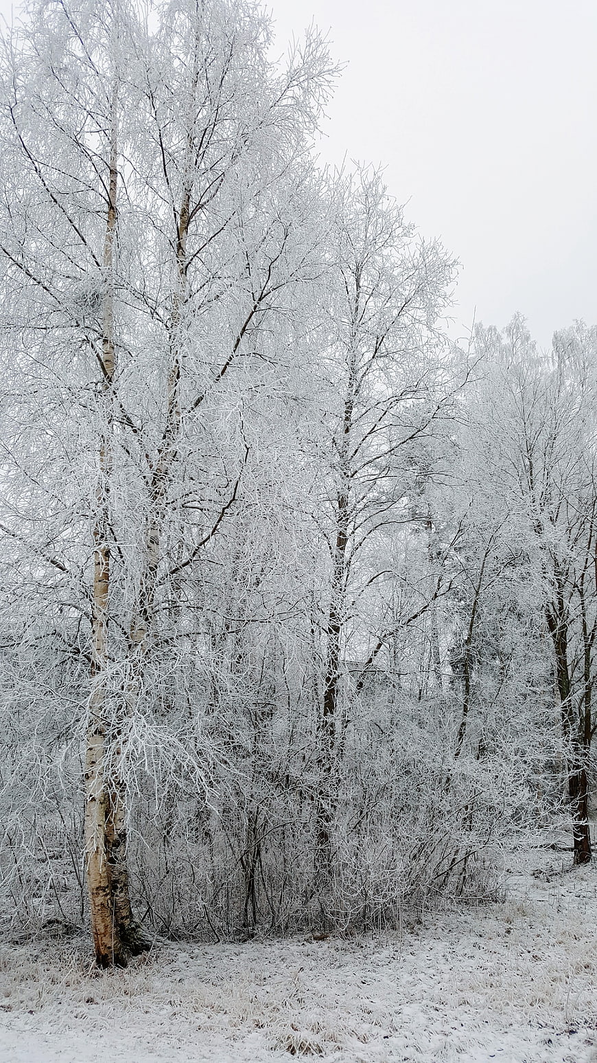 Frosty Birch Trees in Winter Forest Landscape