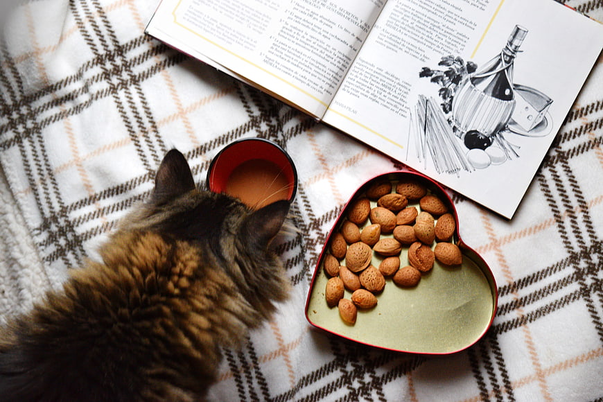 Fluffy cat drinking coffee next to heart-shaped almonds and cookbook
