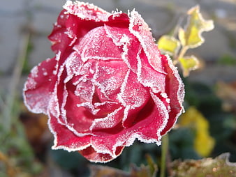 Close-up of a red rose covered in frost