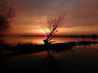 Silhouette of bare tree on riverbank at sunset with reflection