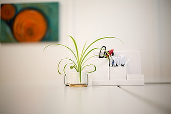 Minimalist white desk with green plant and office supplies